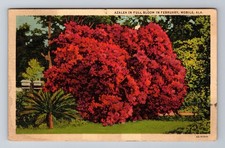 Mobile AL-Alabama, Azaleas in Bloom, c1940 Vintage Souvenir Postcard