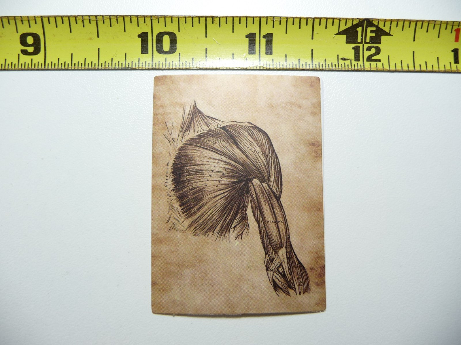 Vintage Gothic Human Anatomy Shoulder Arm Decal Sticker