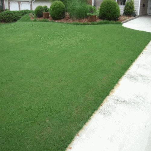 Bermuda Grass Seed, Hulled/ Coated, (5 Lb. Pack), Drought Tolerant Lawn Seed - Picture 2 of 3