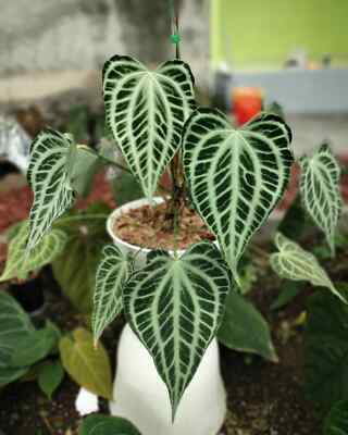 Anthurium King Of Clarinervium rare anthurium house plant | eBay