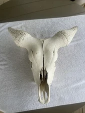 Neat Real Watusi Cow  Skull W/Horns Western Man Cave Country Cabin Decor Head