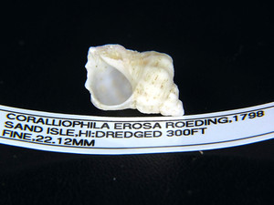 CORALLIOPHILA EROSA: RARE IN HAWAII @ 22.12MM-DREDGED @ 300FT!