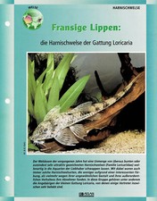 Die Harnischwelse der Gattung Loricaria / Aquariuminfokarte