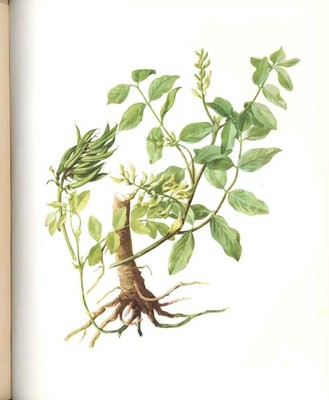 Original alter antiker Druck Perrin Ltd Ed 1914 blühende Pflanze süße Milchwicke