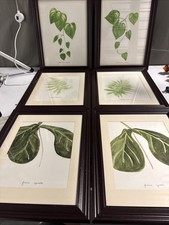 Botanical SET of 6 Framed Wall Art Home Decor 12x15
