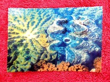 GIANT CLAM SHELL  THE GREAT BARRIER  REEF  NORTH  QLD.  COLOUR POSTCARD [392]