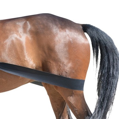 Equest Körper Bandage, schwarz - Trainingshilfsmittel für Pferde, S Longieren