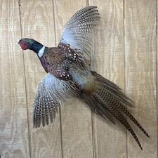 Brand New Jumbo Ringneck Rooster Pheasant Taxidermy Flying Wall Mount