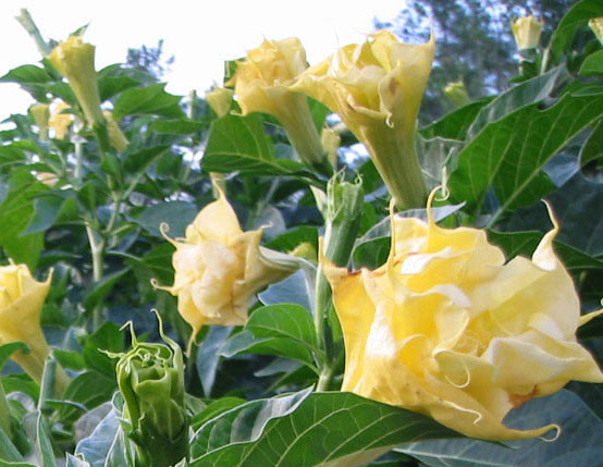 Datura golden Queen 15 Samen * Engelstrompete * doppelt gefllt Balkon  Kbel | eBay.de
