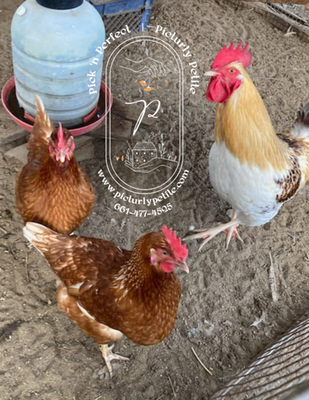 #ad #ad High Production Layers FERTILE Hatching Eggs ISA Brown Cinnamon Queen Gold Comet $20.00