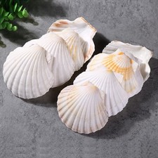 44.5 Inch Scallop Shells Natural Sea White Hawaiian Baking Crafts 6 PCS