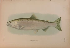 Rare 1906 Hoen Fish Print ~ Humpback Salmon Adult Male & Female Pair Lot of 2