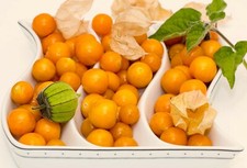 Semillas de cereza molida ~Physalis Peruviana~ Cabo grosella inca baya dorada