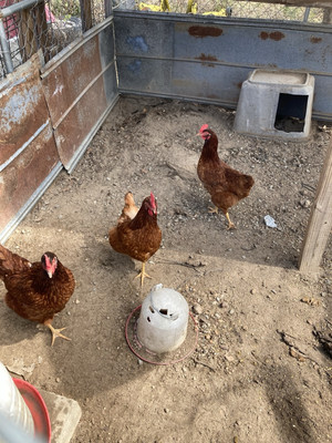 10+2 Pure Rhode Island Red Hatching Eggs