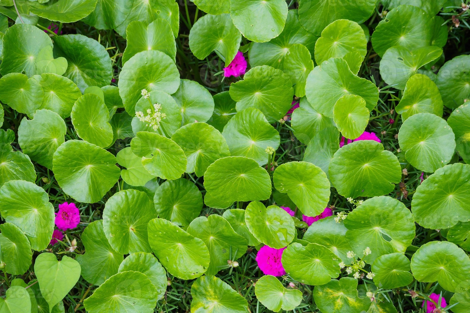 Centella asiatica graines Gotu Kola Brahmi Pegaga Antanan x40