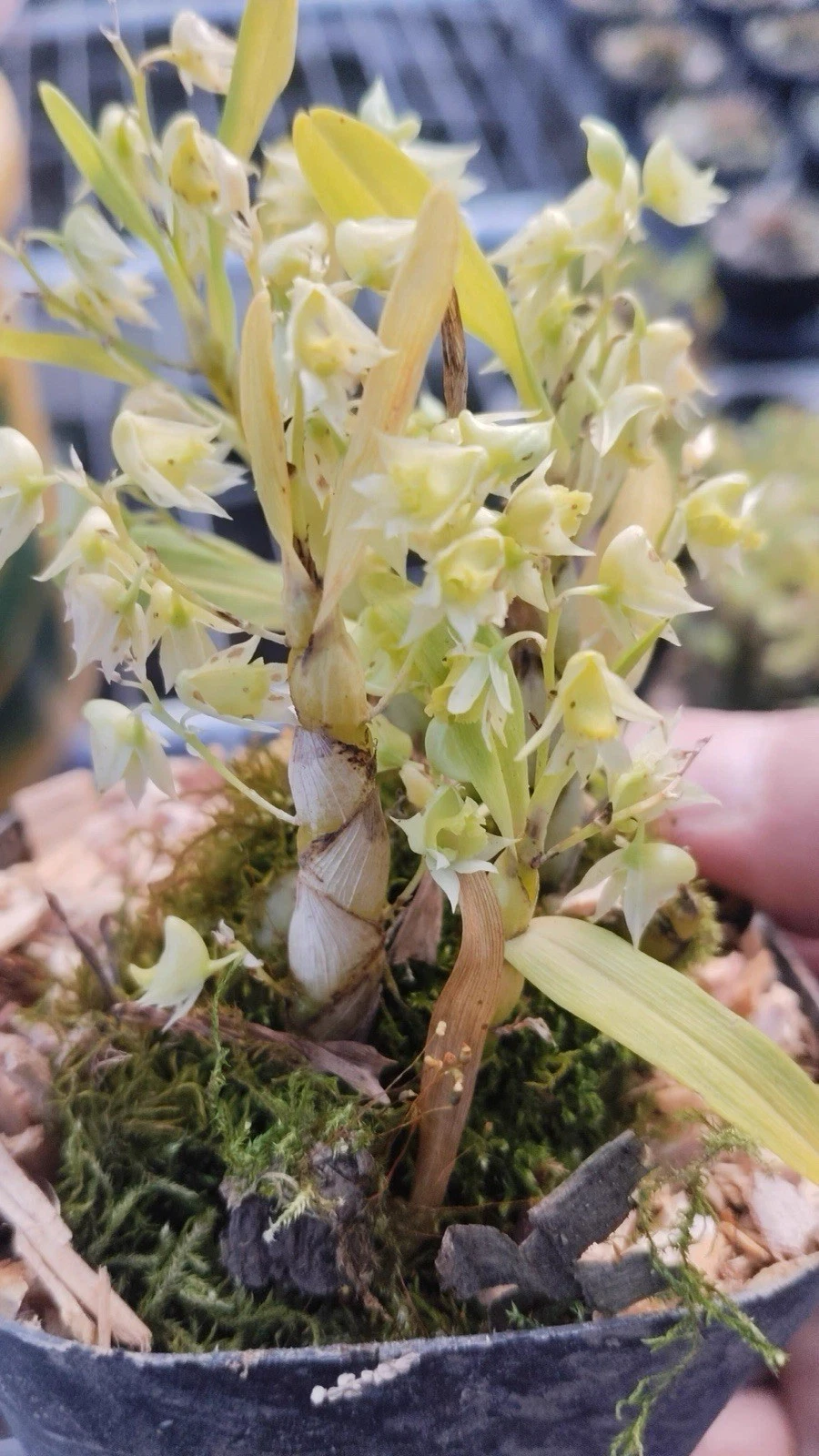 Myanmar Dendrobium eriaeflorum Rare Species Orchid Multi Growth Blooming Size
Opens in a new window