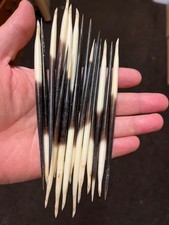 South Africa Porcupine Quills 5 Inch - 6 inch . FREE SHIPPING from FLORIDA