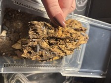Porcellia cookie crumble Isopod isopods 10 ct reptile bio active