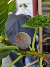 Smith Fig - 5 Cuttings - PLUS WILLOW WATER FOR ROOTING!! - Free Shipping