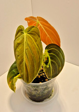 Philodendron Melanochrysum Variegated #14