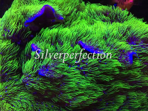 Neon Green Star Polyps Live Soft Coral GSP Frag ***LOWEST PRICE W/SHIPPING***
