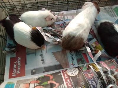 Guinea Pig Trio 39 S For Sale Other Pets Gumtree Australia