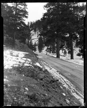 Narrow Road Running Through The Tree-Lined Ground At Big Pines Ca - Old Photo
