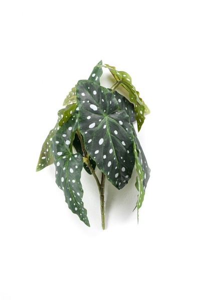 Artplants Forellenbegonie KüNstlich Joelle Aus Steckstab, GrüN-Weiß, 30Cm-image