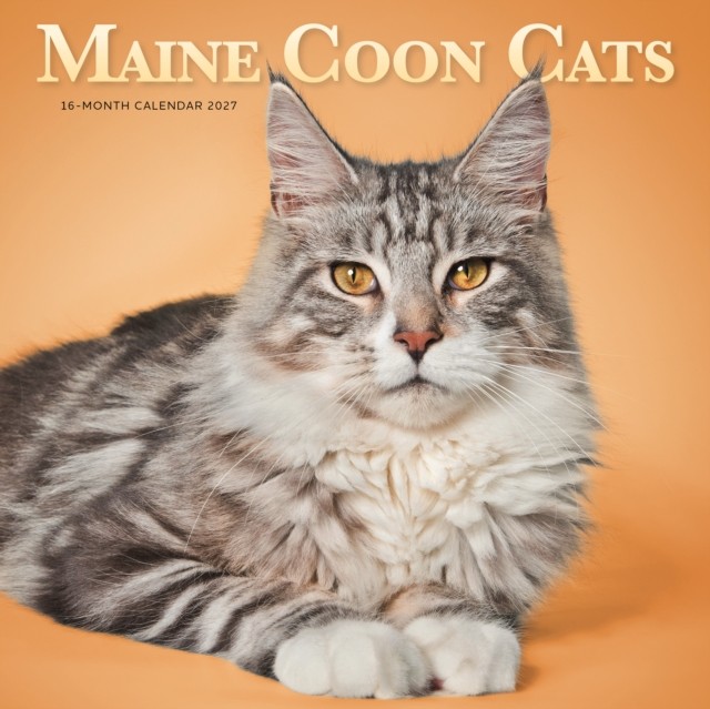 Maine Coon Cats SS ML W - Image 3