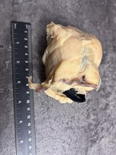Very Rare Preserved Plastinated Specimen Of A Giant Squid Beak
