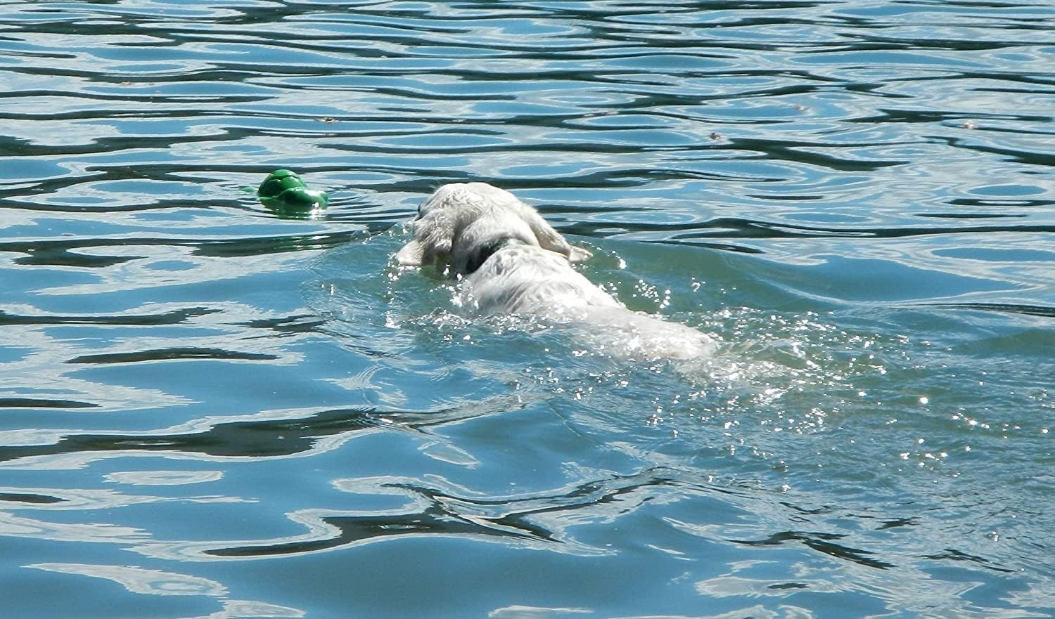 Turtle Dog Toy, Ecolast Recycled Material - Tough Chew, Treat Dispenser