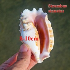 8-10cm Natural Conch Shell Aquarium Fish Tank Landscape Home Decoration Ornament