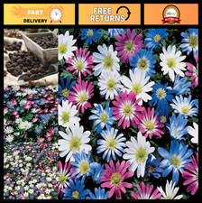 12 Pack Anemone Blanda Bulbs - Perennial Flowers, Attracts Bees, Easy to Grow, M