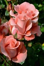 10 Salmon Rose Seeds Flower Bush Perennial Shrub Flowers Seed 1293 US SELLER