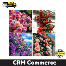 300 Mixed Climbing Rose Seeds Heirloom Outdoor Garden Vine for Home Landscape.,