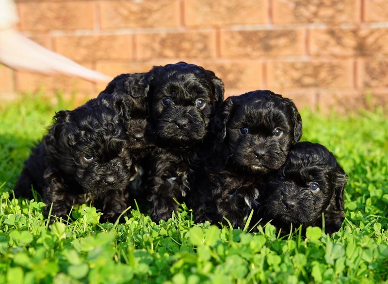 Cavoodle Puppies Dogs Puppies Gumtree Australia Liverpool Area Liverpool 1255190870