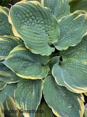 Hosta   Inspire Greatness   Plantain Lily Plant Shipping Spring 2026