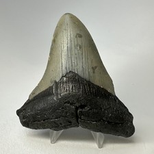 Dente di squalo megalodonte 4,06 pollici - naturale - fossile largo - autentico 20133