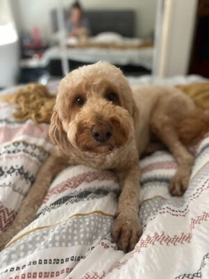 groodles for sale gumtree