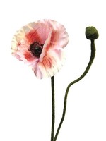 Artplants Kunstblume Mohnblume Yilan, Rosa-Pink, 60 Cm