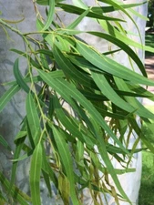 Lemon Eucalyptus Seeds - Corymbia citriodora - Fragrant Medicinal Tree Seeds