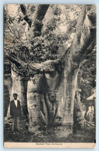 Baobab Tree  BARBADOS Postcard - 第 1/2 張圖片