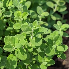 Marjoram Seeds, Sweet Heirloom, Non-GMO, Organic, Perennial, Free Shipping