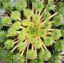 Oxalis Palmifrons Seeds ~ Palm Leaf Oxalis ~ Plants ~ Garden ~ Houseplants