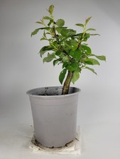Crab Apple Starter Bonsai Tree | Malus Pre Bonsai | Thick Trunk | Outdoor Bonsai