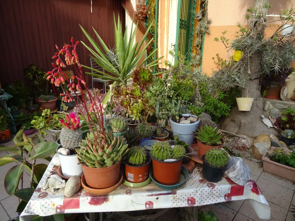 = déco TERRASSE ,JARDIN  solarium  aéoniums  ramifié s et en  tige  - Photo 2/4
