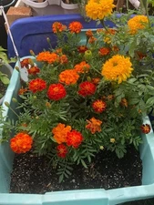 200 Petite Mix French Marigold/ Seeds/ Dwarf Sized/ Fairy Garden  Potted Plants