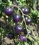 Indexbild 2 - Tomaten Bleve p20 Samen blau Tomate Bio Ukraine 20 Samen D Landwirts Traum