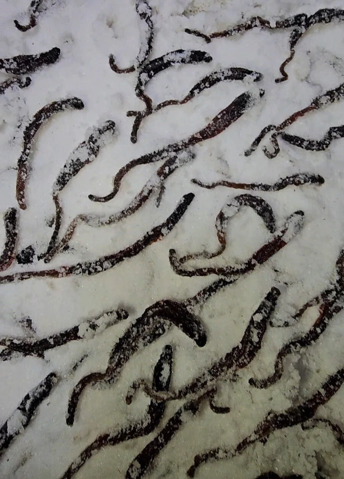 Gesalzene Wattwürmer im Vakuumbeutel - Bild 2 von 2