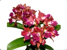 Cattlianthe Vito Muñoz Pink Purple Orchid Hybrid 4.5” Pot Two Sheaths